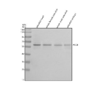 Western blot analysis of Pccb protein using Zebrafish Pccb antibody and 1) zebrafish head, 2) whole