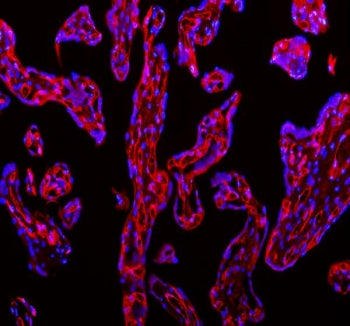 CD31 Antibody