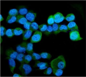 HERC5 Antibody