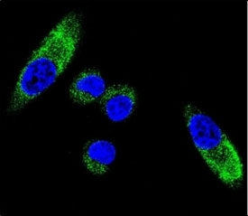 CYP1A1 Antibody