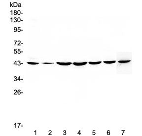 FLIP Antibody / c-FLIP