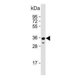 SOX2 Antibody