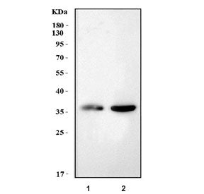 Napb Antibody / Snap beta