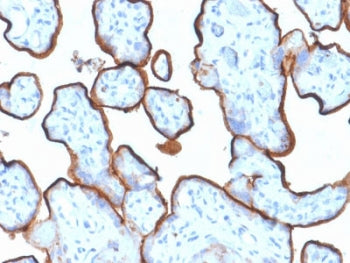 Transferrin Receptor Antibody / TFRC / CD71