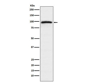 Epac1 Antibody / RAPGEF3
