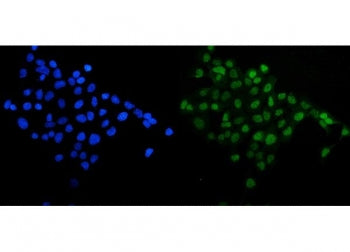 SIRT1 Antibody
