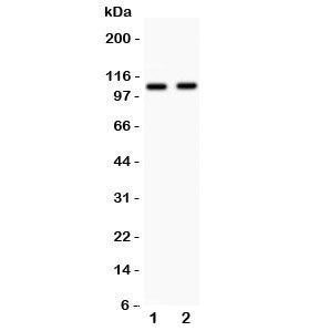 Nod1 Antibody