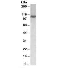 KIF5B Antibody