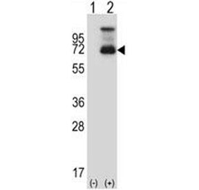 Western blot analysis of HSF1 antibody and 293 cell lysate (2 ug/lane) either nontransfected (Lane 1