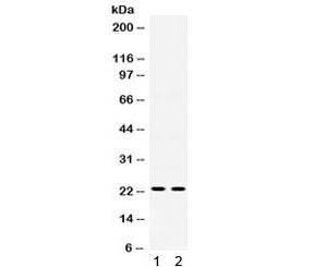 IGFBP5 Antibody
