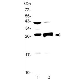 Granzyme B Antibody