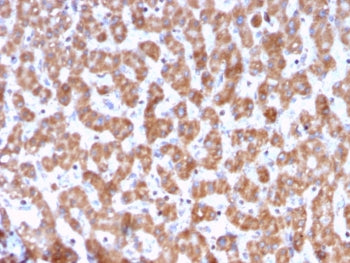 Prohibitin Antibody / PHB