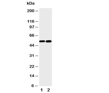 NFKB2 Antibody