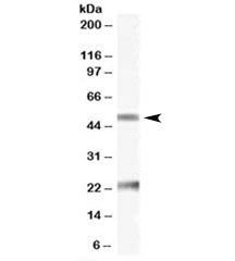 Fibulin 5 Antibody