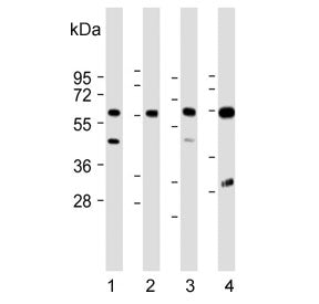 CRTR-1 Antibody / TFCP2L1