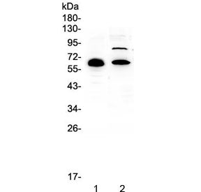 CCDC36 Antibody