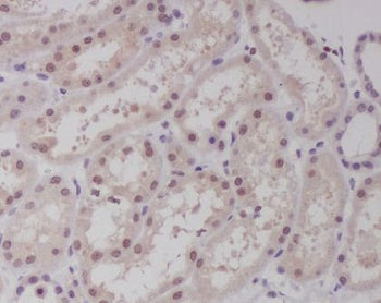 IHC staining of FFPE human kidney tissue with MAF antibody. HIER: boil tissue sections in pH6, 10mM