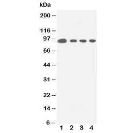 STAT5a Antibody