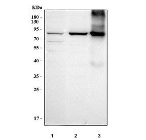 Transglutaminase 2 Antibody