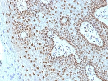 c-Myc Antibody Cocktail