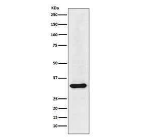 hnRNP A1 Antibody / HNRNPA1