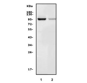 Map4k1 Antibody