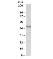 CHRM1 Antibody