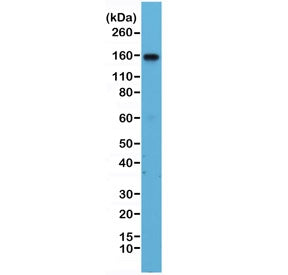 Integrin alpha 4 Antibody / ITGA4