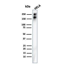SPTBN2 Antibody / Spectrin beta III