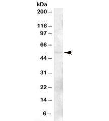 TZFP Antibody