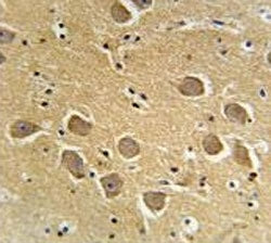 AQP11 Antibody