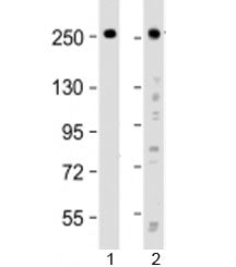 ROBO1 Antibody