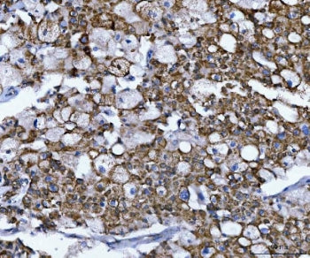 NUMB Antibody