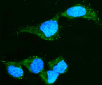 Immunofluorescent staining of FFPE human HepG2 cells with CRYAA antibody (green) and DAPI nuclear st