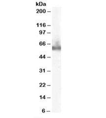 DOK3 Antibody