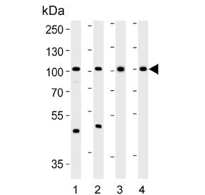 SUPV3L1 Antibody