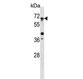 ATG4D Antibody