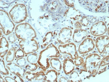 MR1 Antibody / MHC class I related protein 1