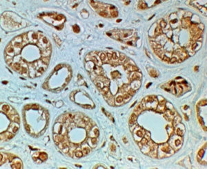 FZD4 Antibody