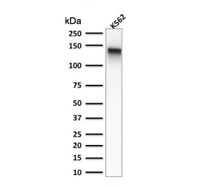 CD43 Antibody