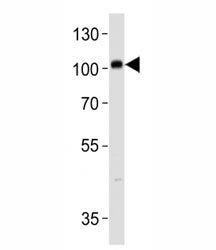 PROX1 Antibody