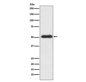 SLIT2 Antibody