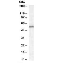 Neurotrophin 4 Antibody