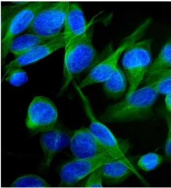Kv1.2 Antibody