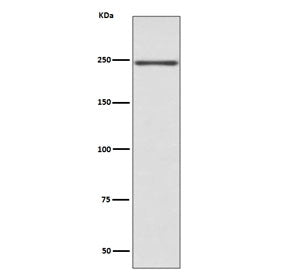 MYH6 Antibody / Myosin 6