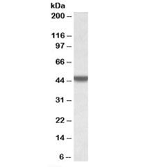 APOBEC3D Antibody