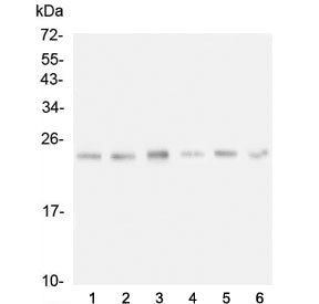 FSTL3 Antibody