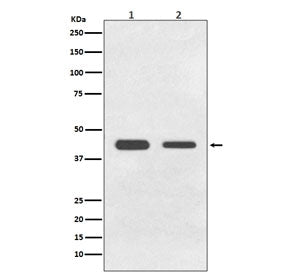 GDF11 Antibody / BMP11