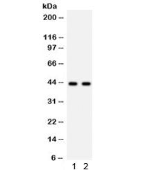 SGCA Antibody