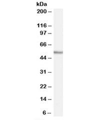 WIPF1 Antibody